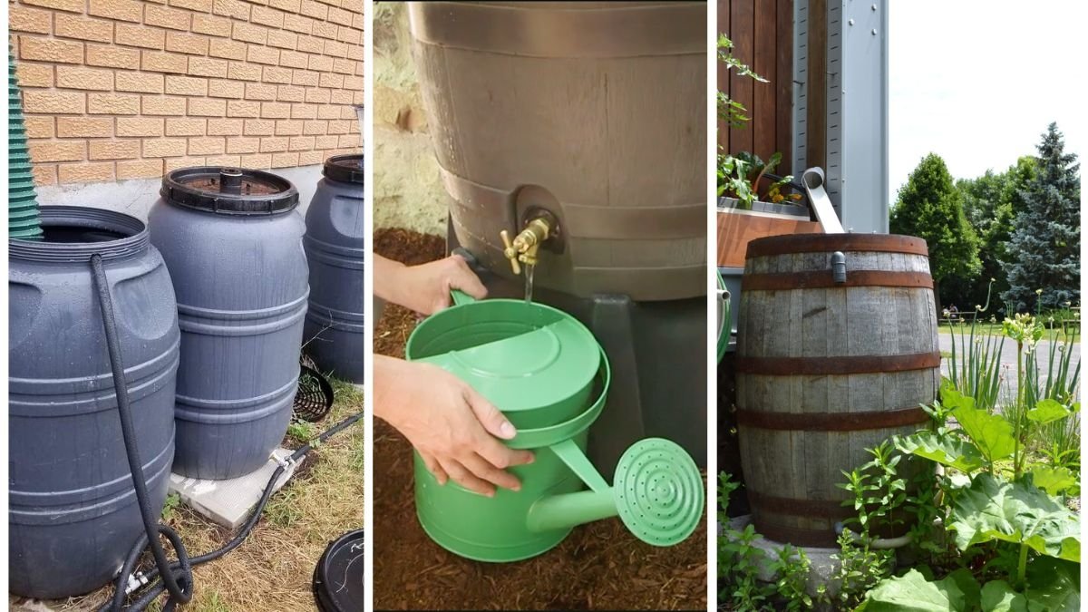 The Right Way To Use Rain Barrels For Watering