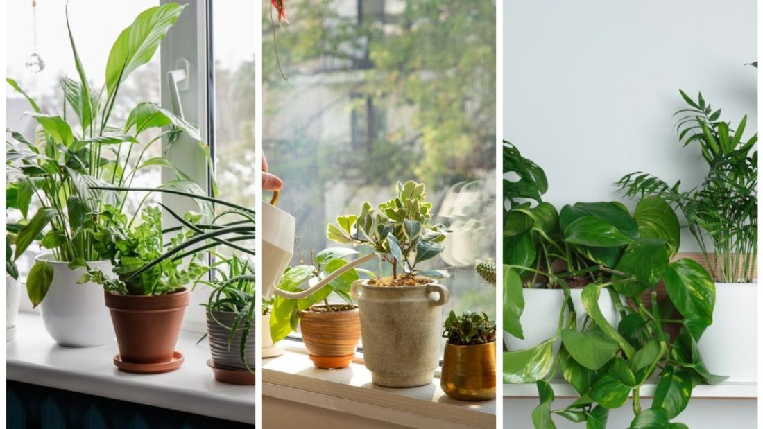 6 Signs Your Plants Are Suffering From Dry Soil