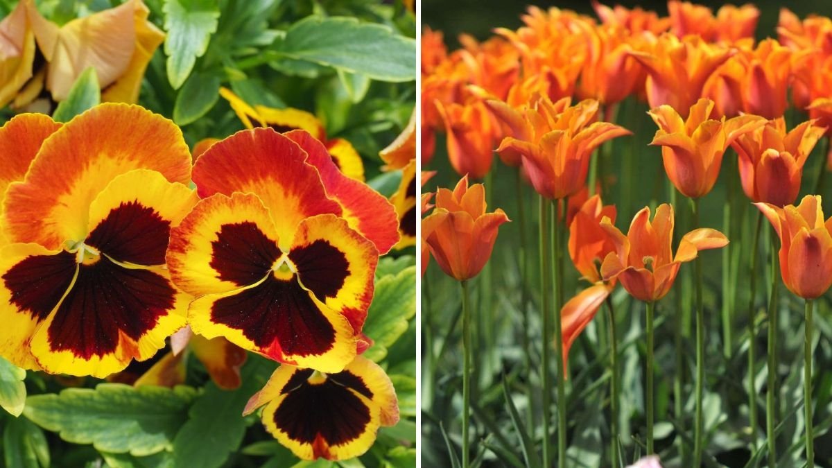 5 Flowers That Brighten Autumn Gardens