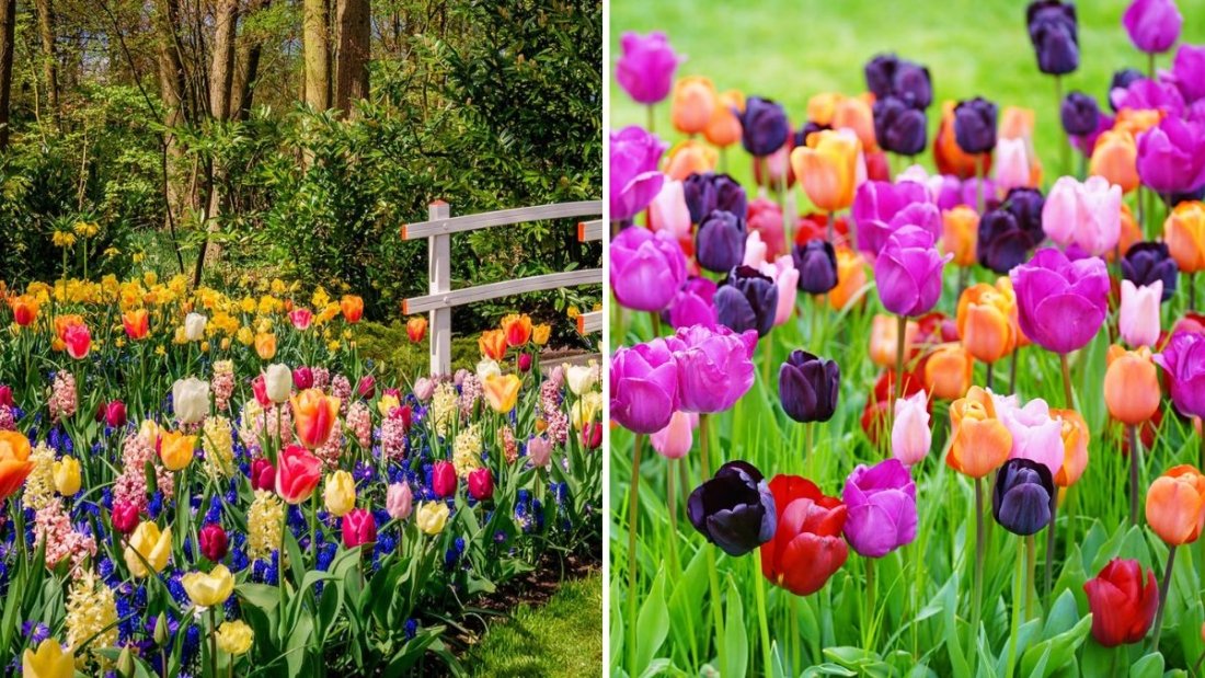 How To Plant Fall Bulbs for a Colorful Spring