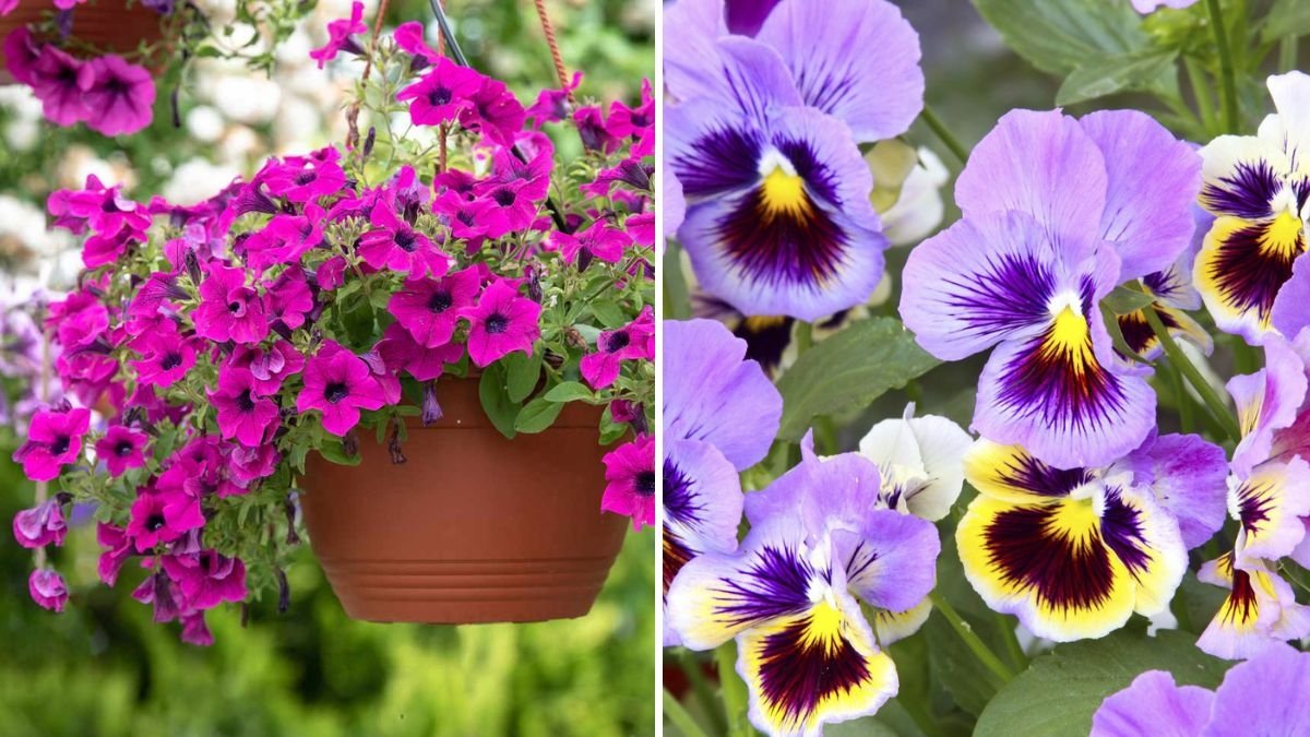 5 Annuals That Shine in Cooler Weather