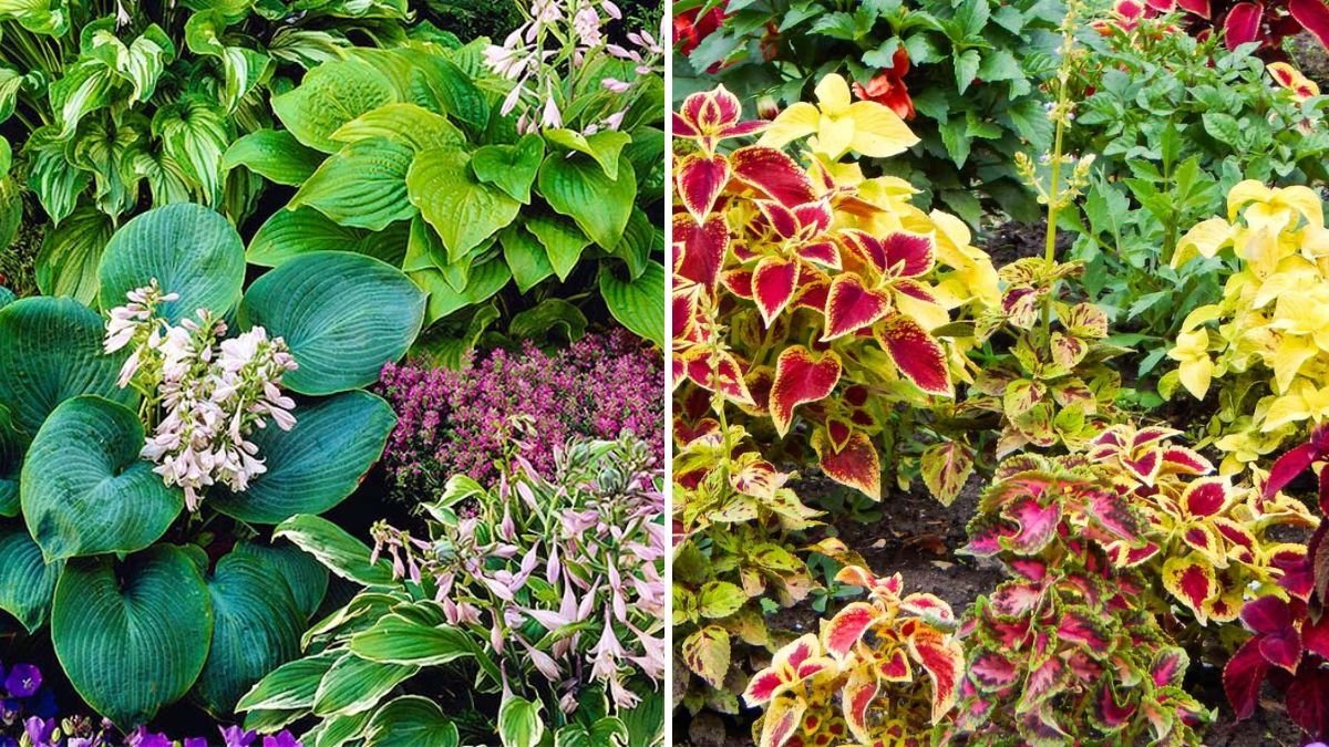 How To Mix Fall Perennials for Maximum Color