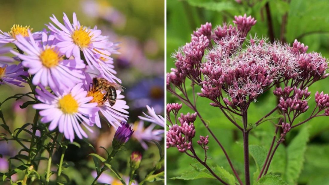 5 Autumn Flowers That Attract Pollinators