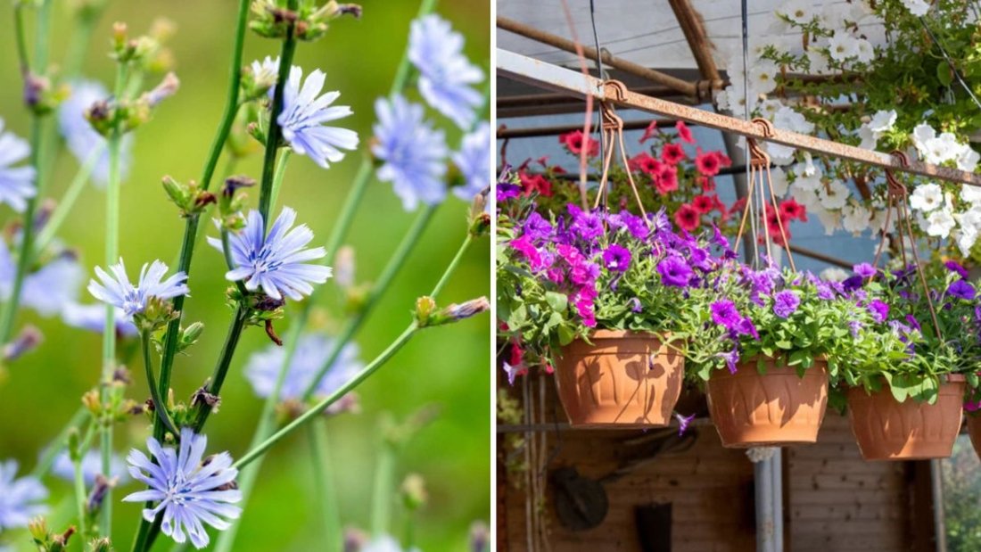 5 Flowers That Improve Soil While Blooming