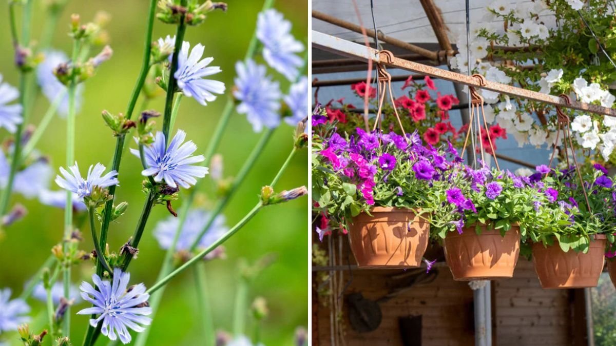 5 Flowers That Improve Soil While Blooming