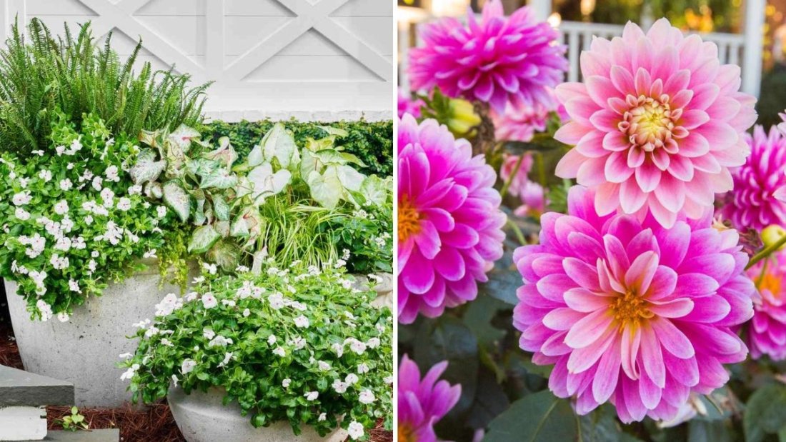 The Best Late-Season Flowering Plants for Containers