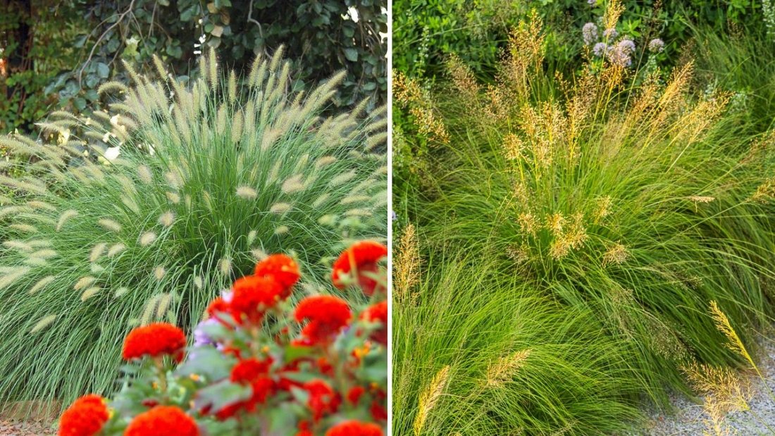 How To Use Ornamental Grasses for Fall Texture