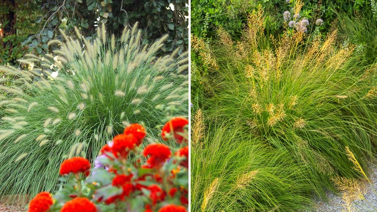 How To Use Ornamental Grasses for Fall Texture
