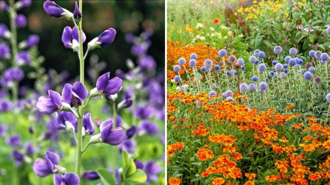5 Easy Ways To Keep Flowers Blooming Until Frost