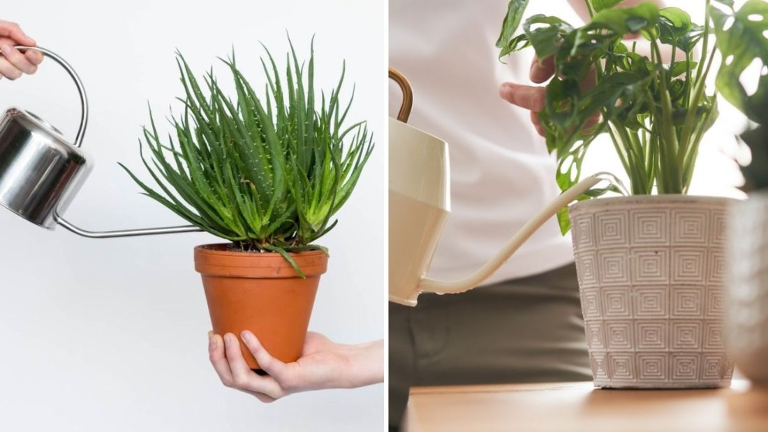 How to Water Indoor Plants the Right Way, According to Experts