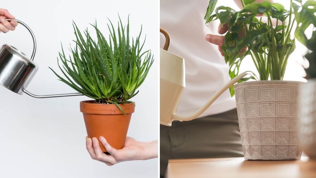 How to Water Indoor Plants the Right Way, According to Experts