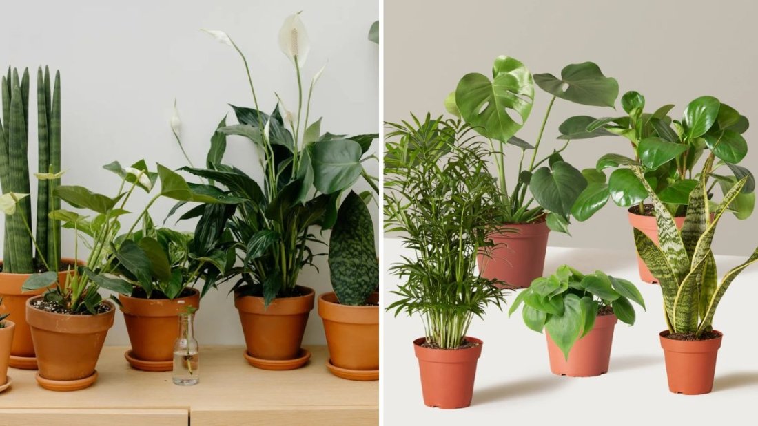 5 Signs You’re Overwatering Your Houseplants—and How to Fix It