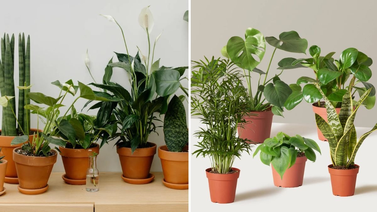 5 Signs You’re Overwatering Your Houseplants—and How to Fix It