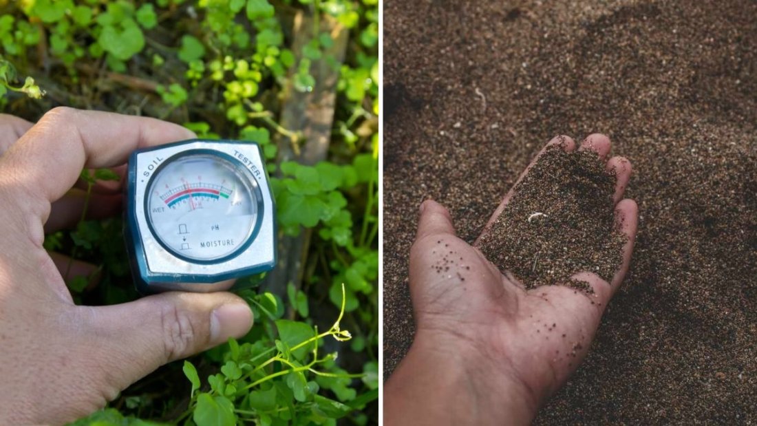 How to Test Soil Moisture Without Special Tools