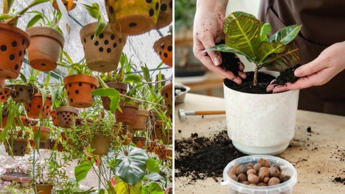 Why Your Plants Need the Right Drainage—And How to Ensure It