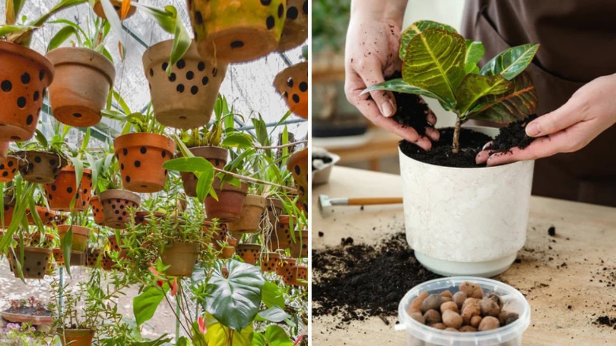Why Your Plants Need the Right Drainage—And How to Ensure It