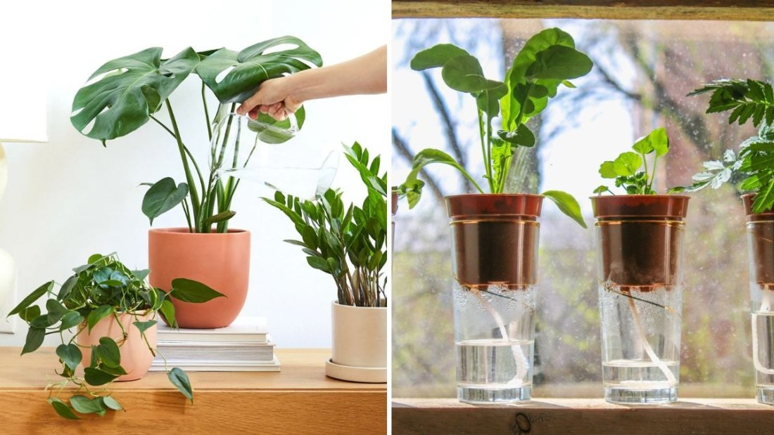 5 Mistakes You’re Making When Watering Indoor Plants