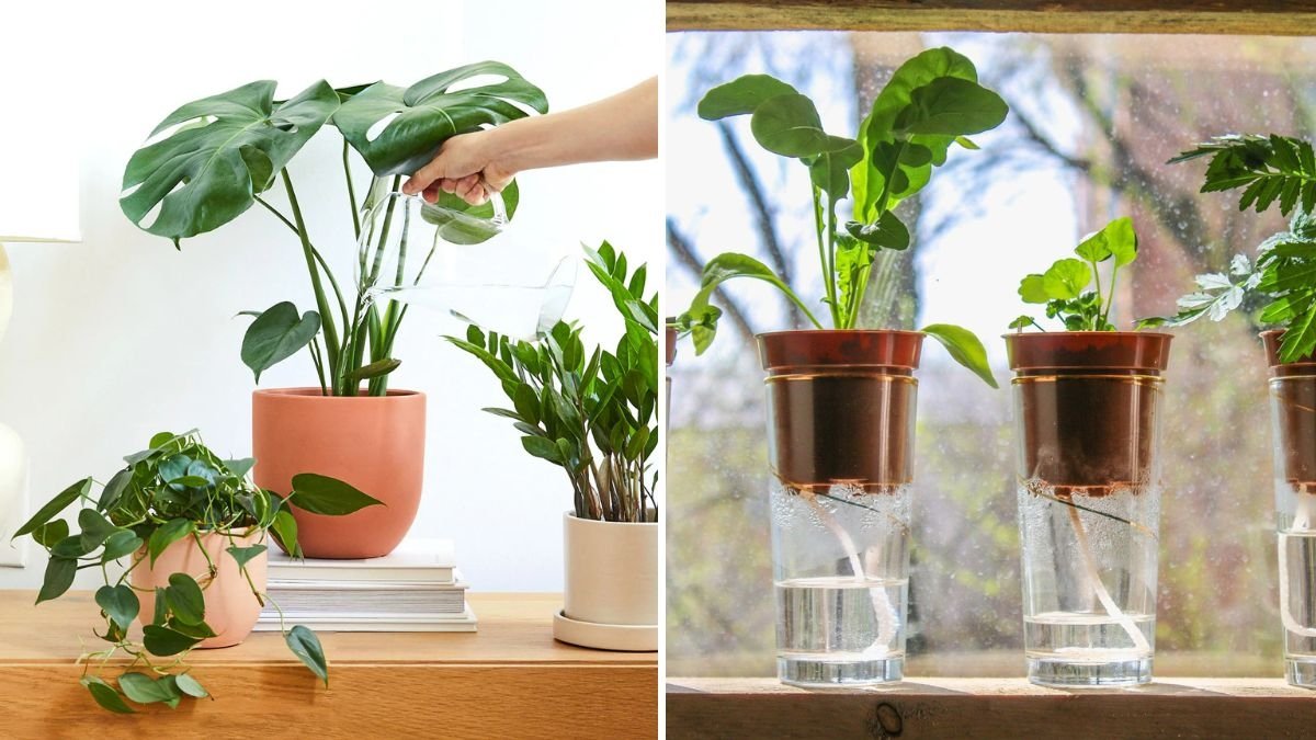5 Mistakes You’re Making When Watering Indoor Plants