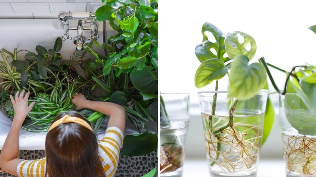 How to Bottom-Water Plants for Stronger Roots