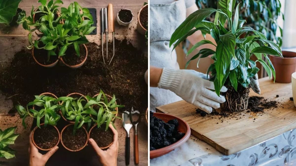 How to Fix Soggy Soil and Save Your Plants