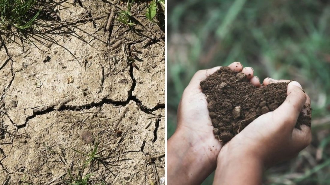 Why Soil Compaction Hurts Plants—and How to Prevent It