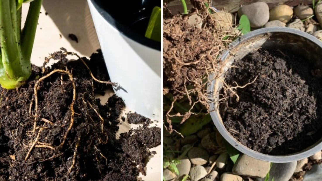 How Often Should You Change Potting Soil? Experts Weigh In