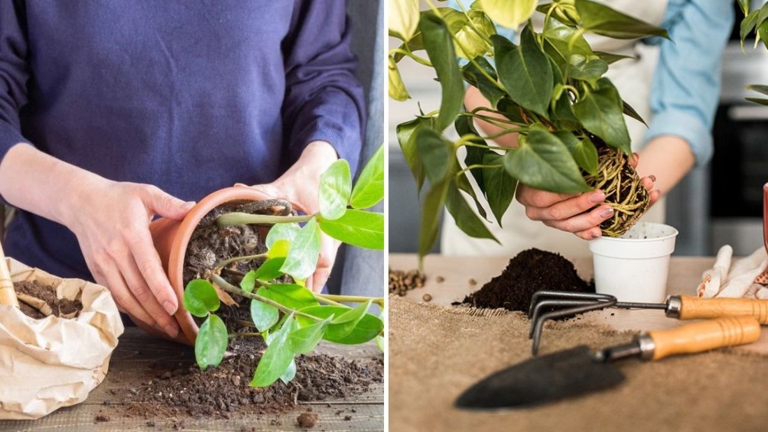 How to Repot a Plant Without Stressing It Out