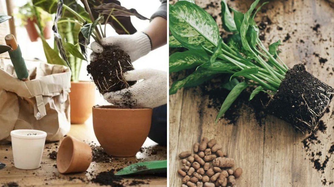 The Right Time to Repot Houseplants (and How to Do It)