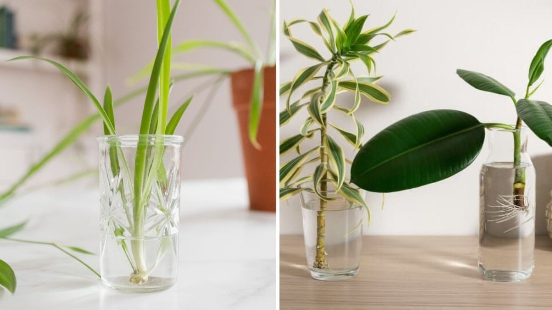 5 Easy Houseplants to Propagate in Water