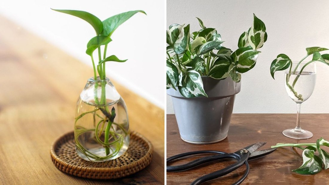 How to Propagate Pothos in Just a Few Simple Steps