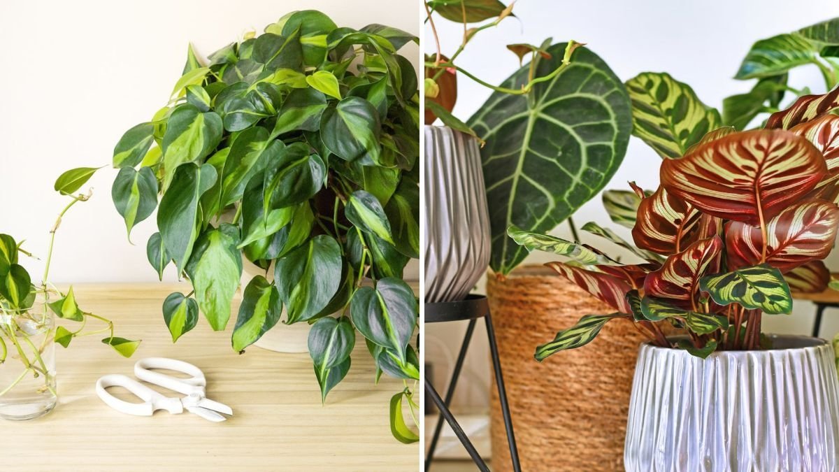 How to Divide Houseplants to Multiply Your Collection