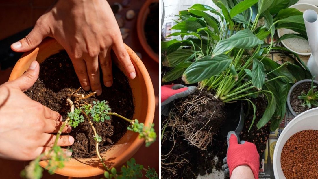 How to Tell If Your Plant Has Outgrown Its Pot