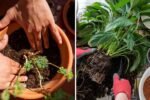 How to Tell If Your Plant Has Outgrown Its Pot