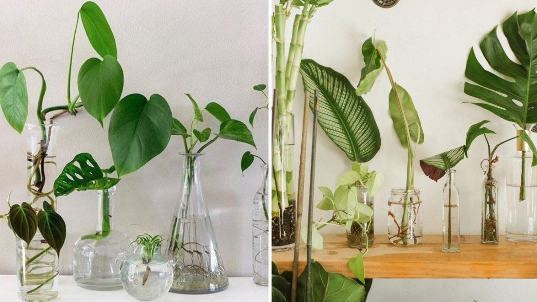 The Best Containers for Successful Propagation