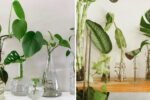 The Best Containers for Successful Propagation