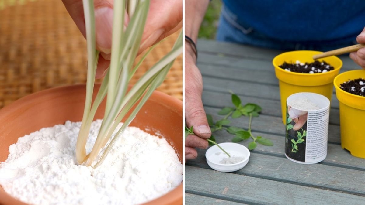 How to Use Rooting Hormone for Faster Plant Growth