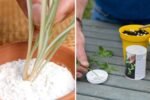 How to Use Rooting Hormone for Faster Plant Growth