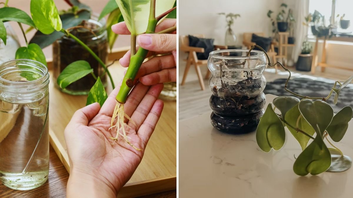 How to Transition Water Propagations Into Soil Safely