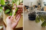 How to Transition Water Propagations Into Soil Safely