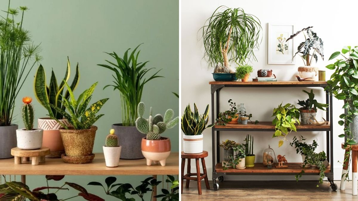 The Top Mistakes to Avoid When Repotting Houseplants