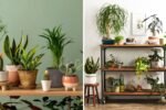 The Top Mistakes to Avoid When Repotting Houseplants