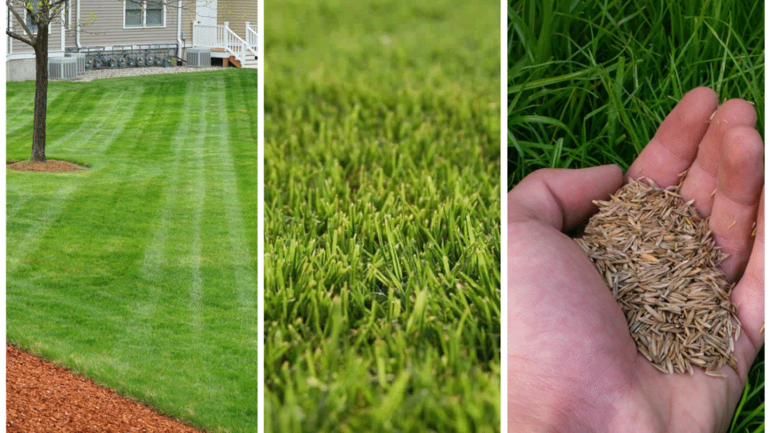The Best Grass Varieties for Fall Seeding