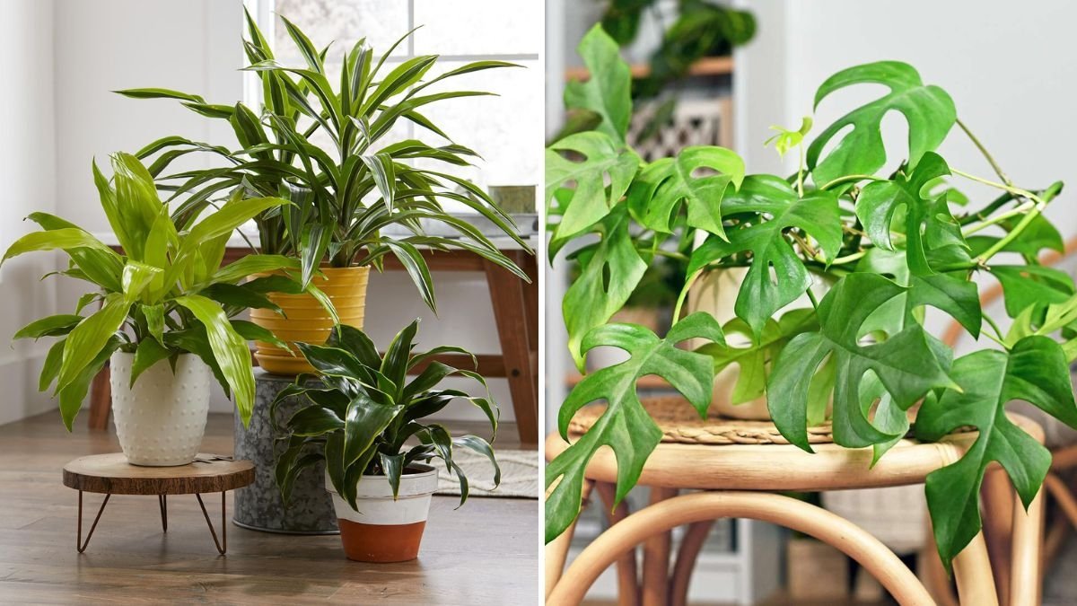 How to Keep Indoor Plants Thriving Through Every Season