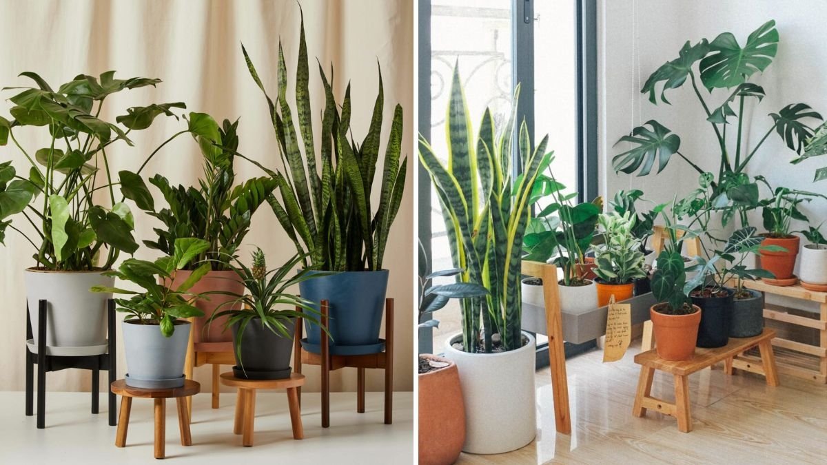 The Best Low-Light Plants to Brighten Dark Rooms