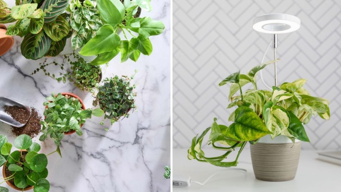 How to Make Your Houseplants Grow Faster, According to Experts