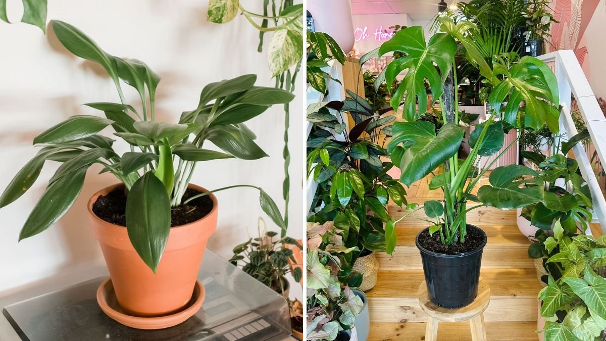 The Easiest Indoor Plants for Beginners to Start With