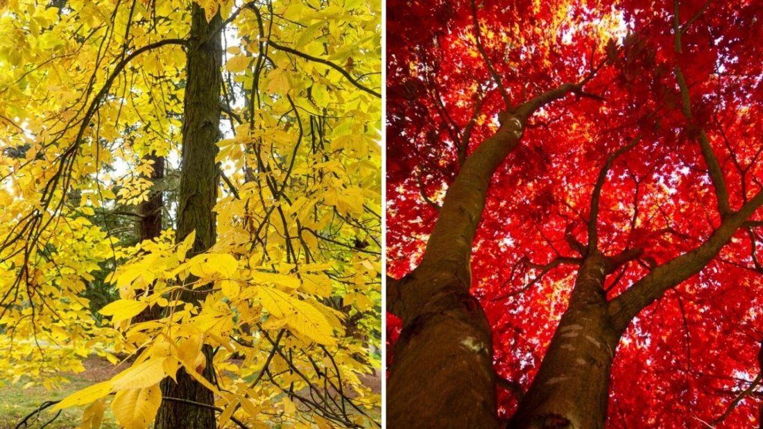 5 Trees With the Most Beautiful Fall Colors