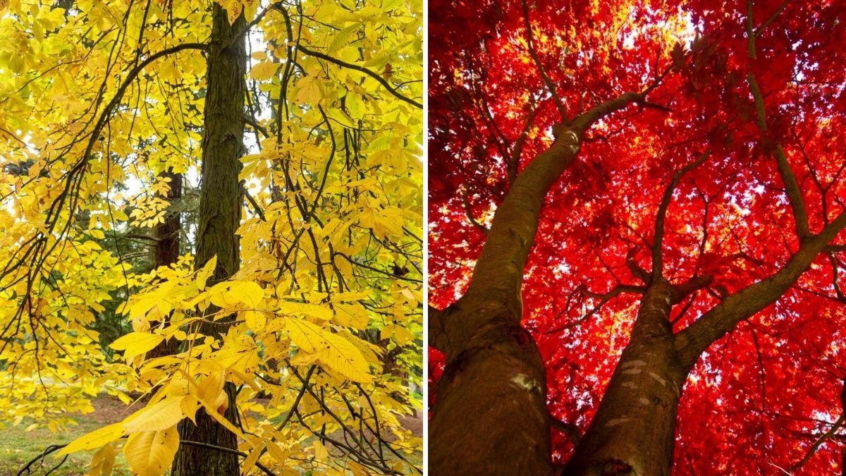 5 Trees With the Most Beautiful Fall Colors