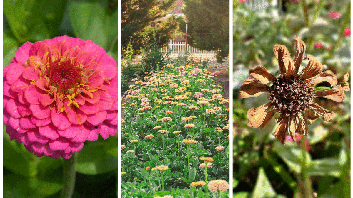 How To Save Zinnia Seeds For Next Season’s Blooms