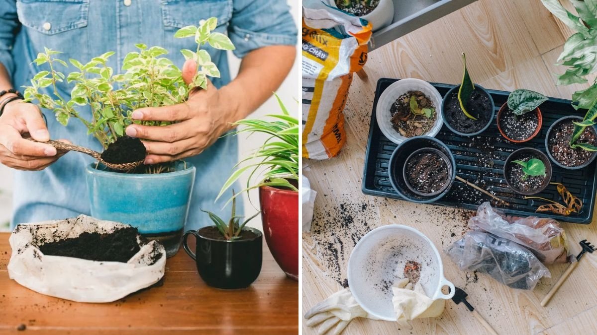 Why Your Indoor Plants Need Fertilizer—and How to Use It Correctly